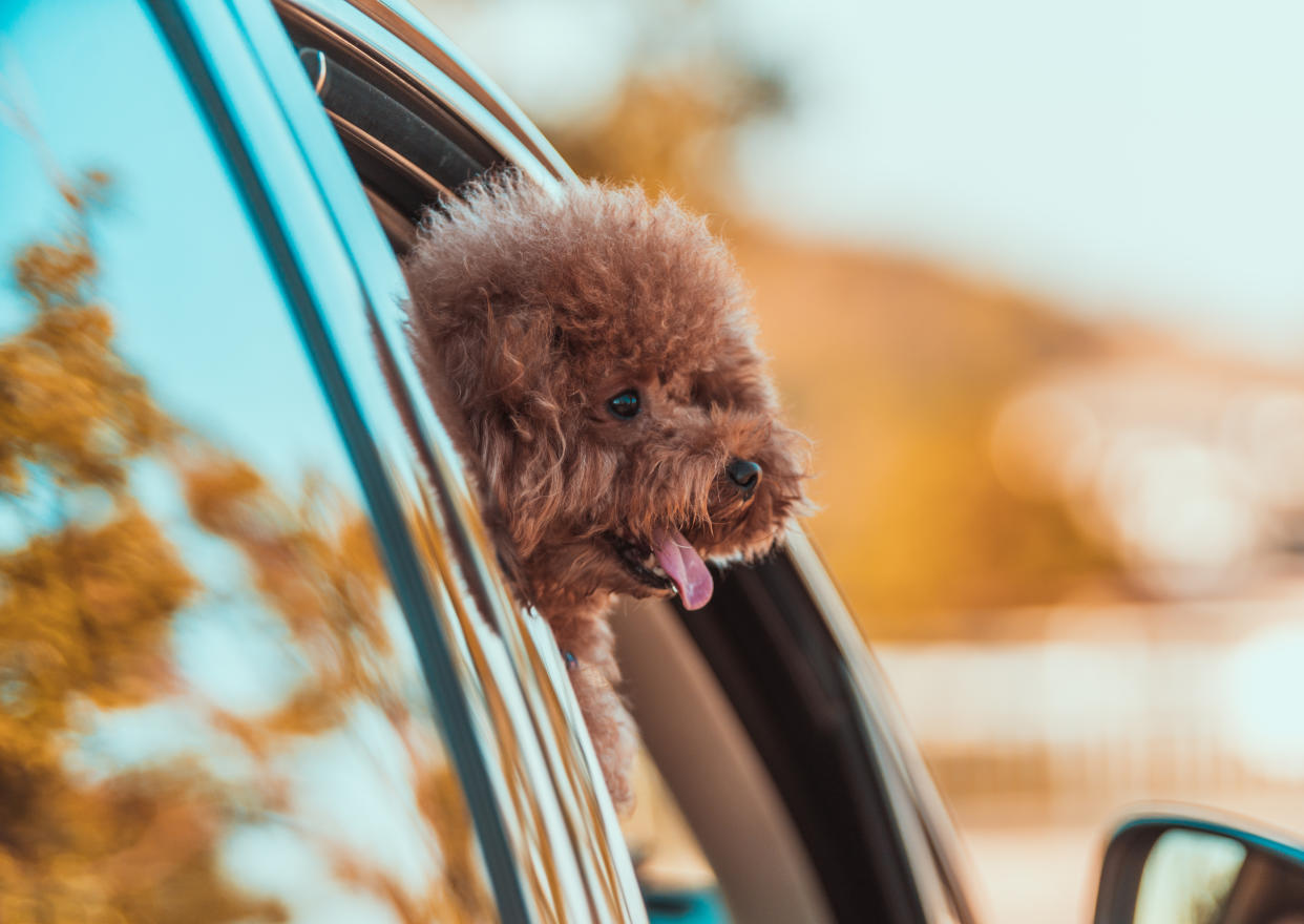 Toypudel sind eine besonders kleine Pudelart - und können daher wohl auch mal im Uber vergessen werden. (Symbolfoto: Getty Images)