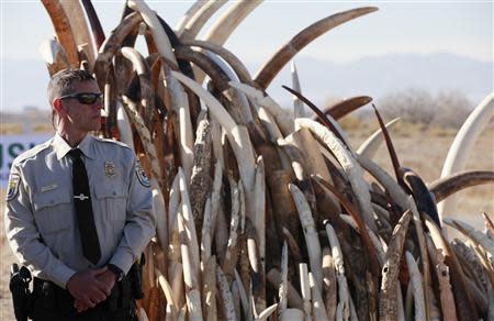 Bryan Yetter, a federal wildlife officer with the U.S. Fish and Wildlife Service stands guard next to a huge pile of confiscated elephant tusks, before 6 tons of ivory was crushed, in Denver, Colorado November 14, 2013. REUTERS/Rick Wilking