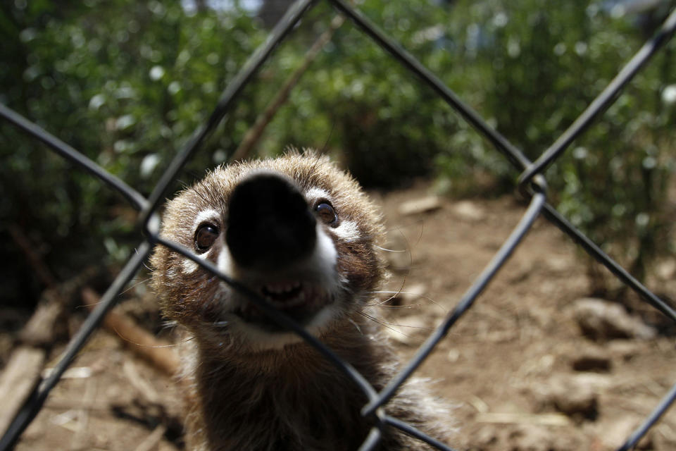 <p>A coati, which had been rescued from a home along with two others of its kind, sits inside its enclosure at the Federal Wildlife Conservation Center on the outskirts of Mexico City May 20, 2011. According to Mexico’s Federal Wildlife Conservation Department, at least 2,500 different animals are rescued annually in the country, 70 percent from illegal animal trafficking within and outside the country and 30 percent from domestic captivity. (Photo: Carlos Jasso/Reuters) </p>