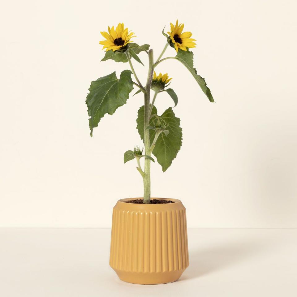 Self-Watering Sunflower Grow Kit