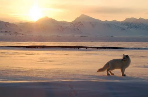 An Arctic fox hunts in Svalbard close to Ny-Aalesund in 2009. An ozone hole five times the size of California opened over the Arctic this spring, matching ozone loss over Antarctica for the first time on record, scientists said on Sunday