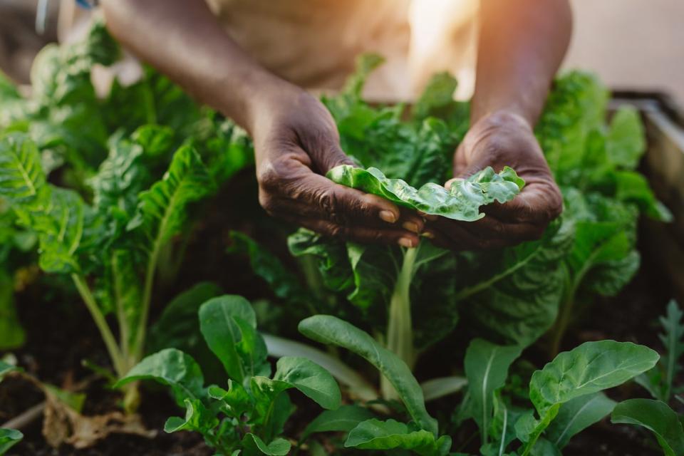 Woman's hands examining savoy spinach leaves in garden bed