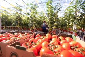AppHarvest’s sustainably grown Tomatoes on the Vine first will be available in Kroger stores, and the company expects the tomatoes will be on the shelves of other national retailers in the near future.