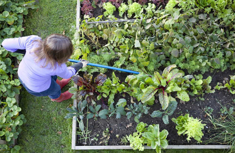 Nettoyer et récolter au potager