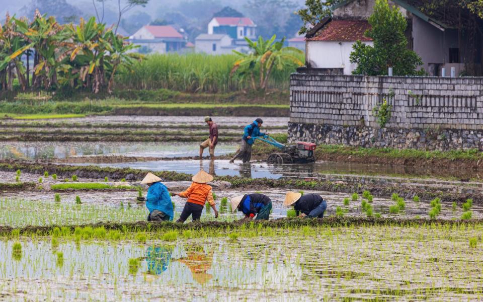 Farmers plant rice in Pu Luong, Vietnam