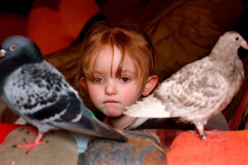 Lainey, who has ginger hair and white skin and is a small child, looks straight down the lens of the camera with concentration on her face while the two pigeons, one grey and one white, are perched beside her