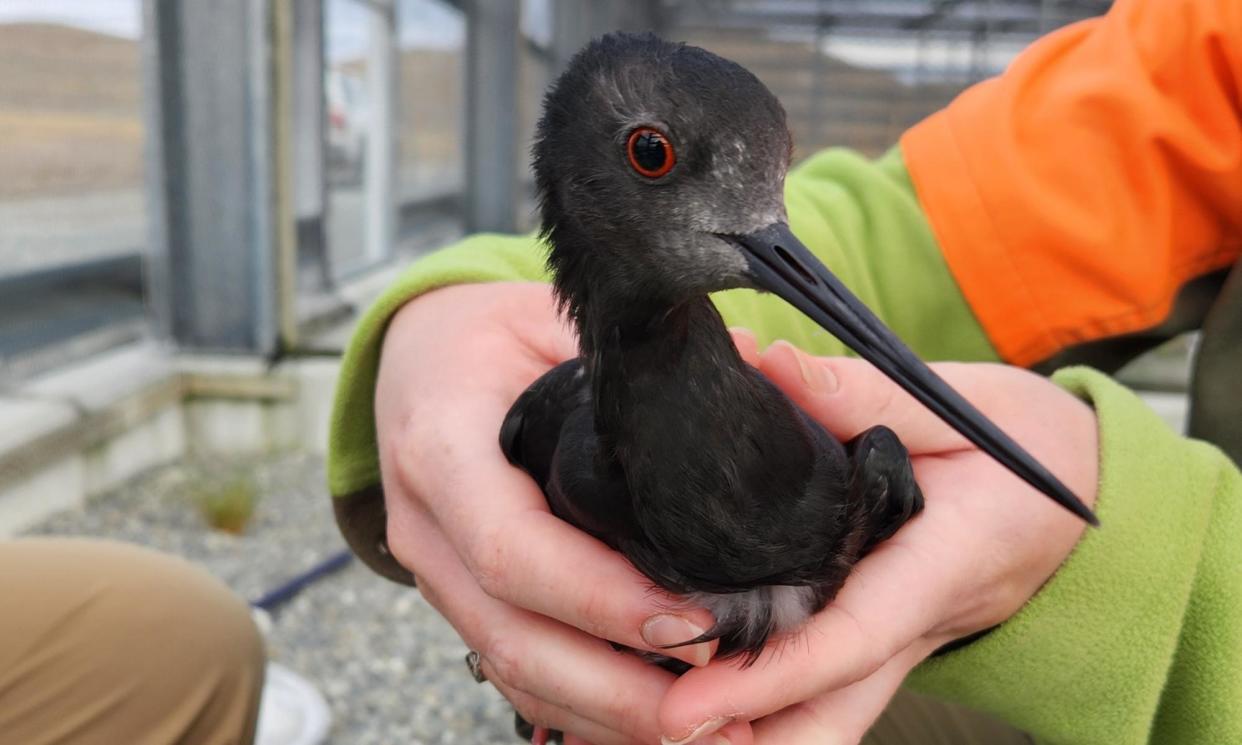 <span>New Zealand’s kakī (black stilt) is part of a trial to vaccinate native birds against the H5N1 avian flu strain.</span><span>Photograph: Carla Smit</span>