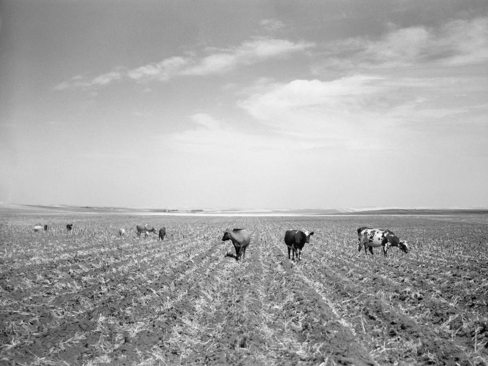 Cattle left to graze in ruined fields in North Dakota in 1936.