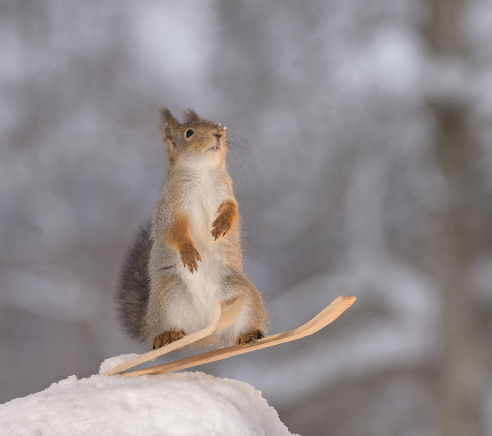 These hilarious photos show squirrels making the most of the winter weather - as they pose on miniature wooden SKIS and toy snowmobiles. The clever little red squirrels look like they are having a great time frolicking around in the snow and enjoying a winter holiday, as they appear to hover mid-air on their wooden skis and tiny toy vehicles. And the animals are rewarded for their sporting endeavours with snacks - as photographer Geert Weggen hides nuts on or nearby all of his props to encourage the squirrels to be part of the festive scene.