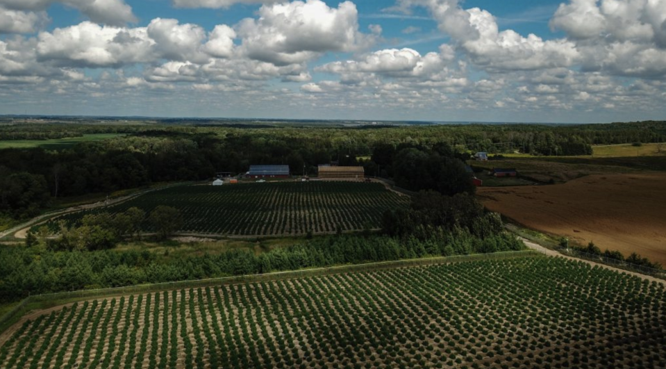 Aleafia Health's 2019 outdoor crop in Port Perry, Ont. (aleafiahealth.com)