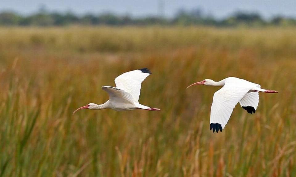 Wading birds like this pair of ibises stand to benefit from Everglades restoration projects as their foraging and nesting habitats are expected to become healthier.