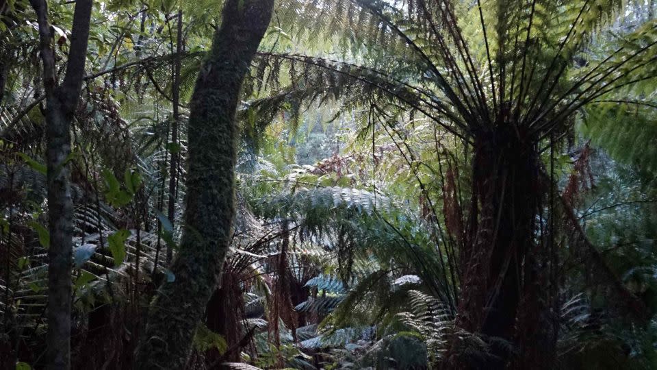 Cool Temperate Rainforest in southern Australia where dusky and agile antechinus lose sleep for sex during the breeding season. - Erika Zaid