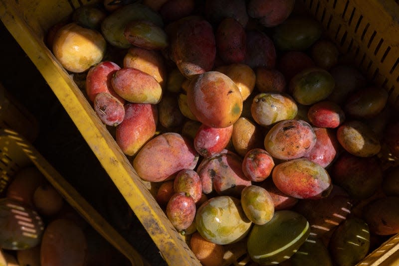 Mangoes are piled in a box after harvest on a farm in the desert just outside of Egypt's Nile Delta.