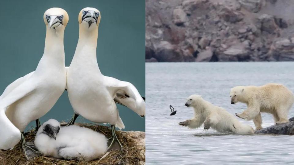 塘鵝：標準全家福、北極熊：準備好，上！。（圖／翻攝自 搞笑野生動物攝影獎）