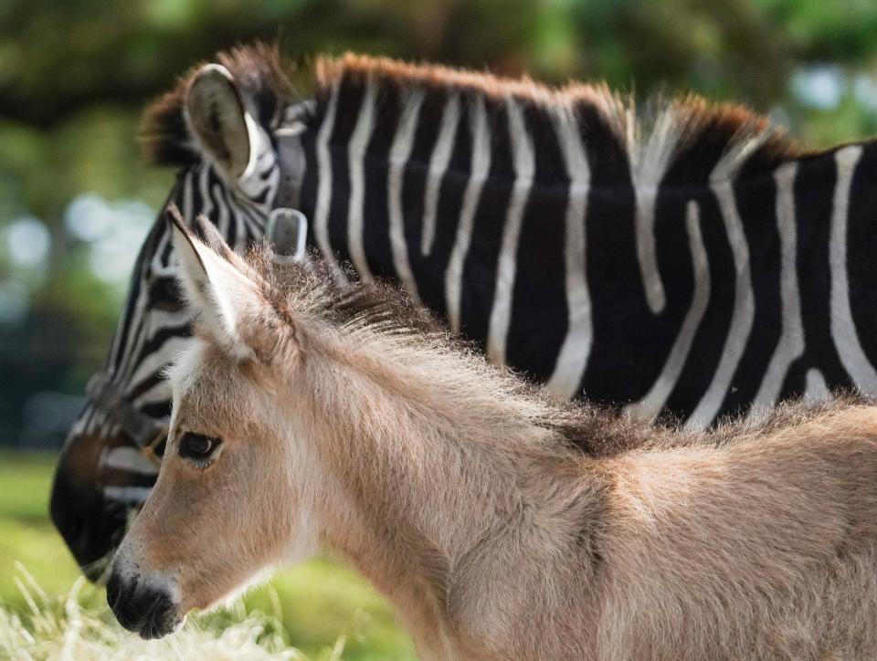 Zing, a 12-day-old male zonkey, with his mother Zola, a 13-year-old female plains zebra, Thursday, July 13, 2023, at CoaSTable ranch in Palm City. Zing is a rare hybrid, made even more unique because his father, Dominic, is a miniature donkey. For more information, go to www.minizonkey.com.