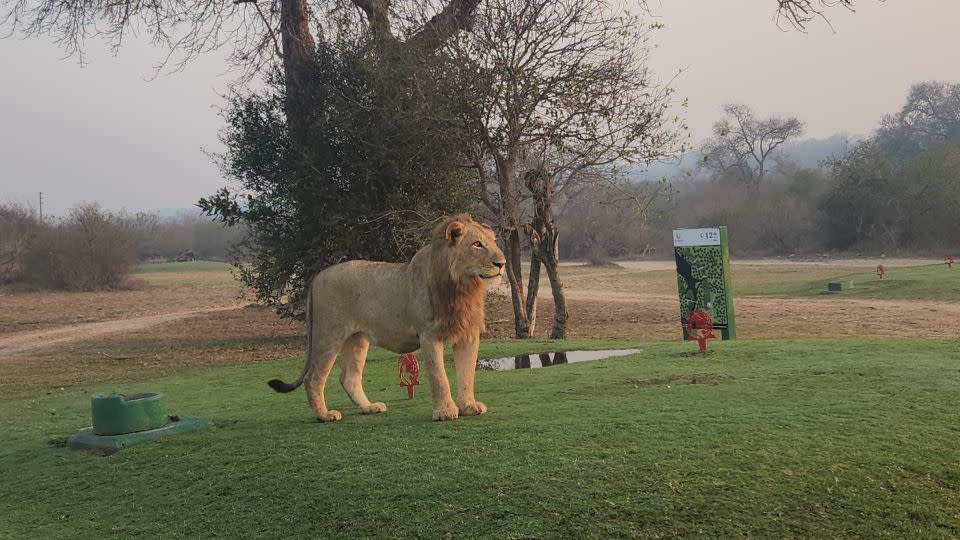 A male lion surveys the view from the 12th tee. - Indalo Wiltshire Skukuza Golf Club