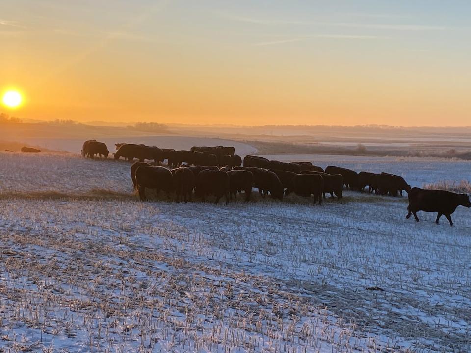 Shawn Wilson is one of the owners of SW Cattle. He said the cold snap this month in the Prairies was inconvenient, but his cows are 'no worse off than we thought we were going to be before the winter started.'