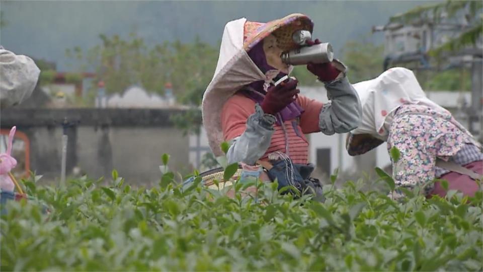 摘茶找嘸工 種茶嘸採工！ 鹿野特有「紅烏龍茶」面臨嚴重缺工困境