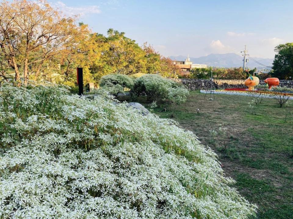 一叢叢白雪木像積雪一般十分美麗。（記者徐義雄攝）