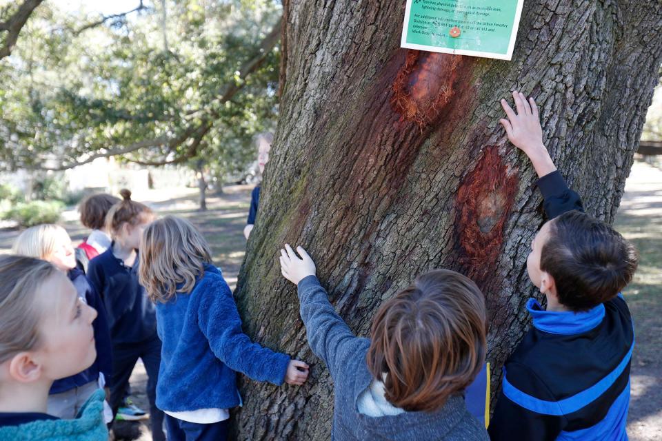 Students from Charles Ellis Montessori Academy say goodbye to the tree they affectionately call "Twister" during an impromptu funeral for the McCauley Park tree that is scheduled to be removed.