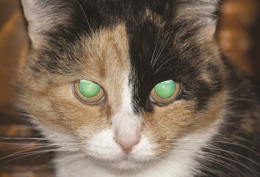 Whiskers allow cats to feel movements or vibrations in the air.