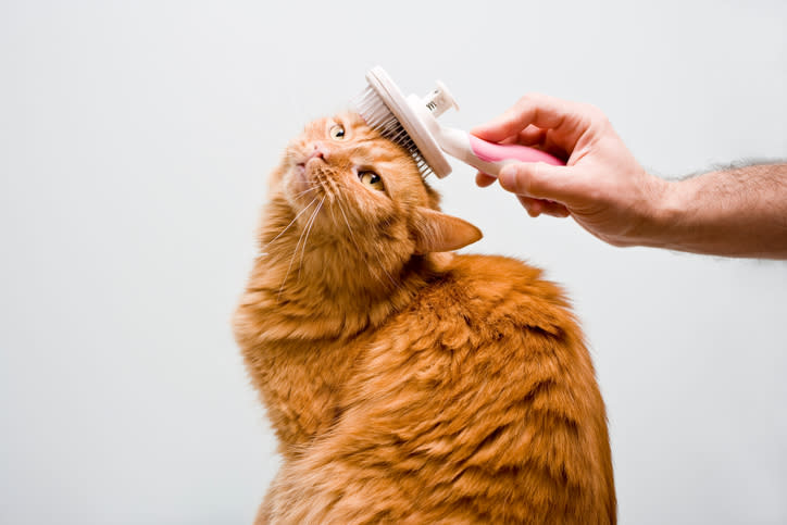 Cepillar a tu gato podría ser muy útil para eliminar el exceso de pelo. – Foto: michellegibson/Getty Images