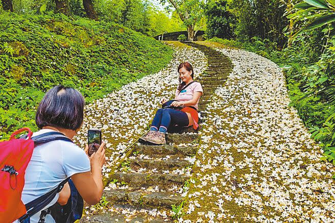 橫山鄉大山背大崎棟古道「桐花地毯」吸引民眾拍照打卡，還能欣賞隨風飄落的「桐花雨」。（羅浚濱攝）