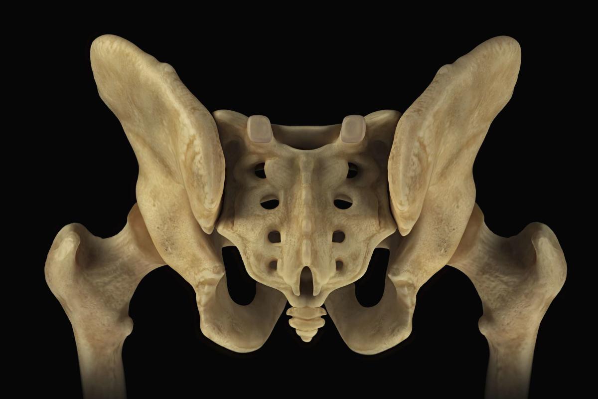 The Sacrum Bone: Anatomy and 3D Illustrations