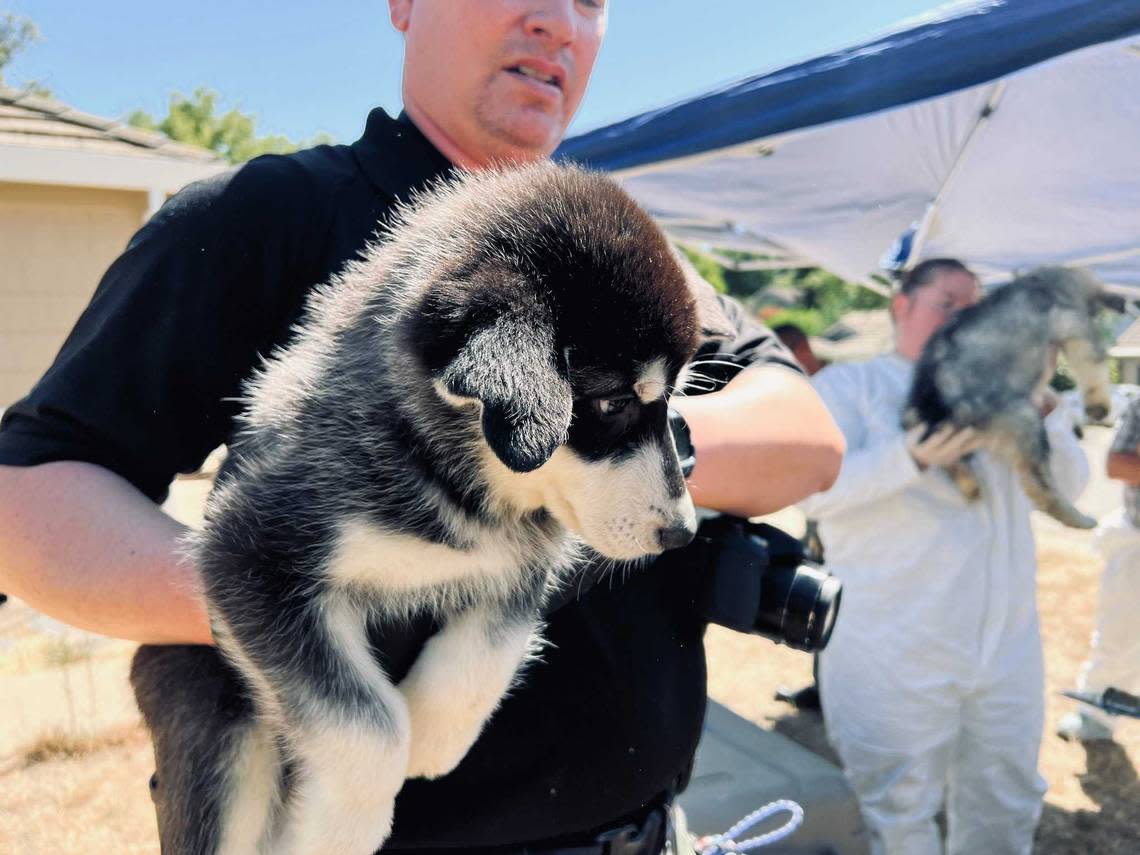 Sheriff’s and animal services officials on Tuesday July 19, 2022, recover and care for dogs found among 25 alive and dead dogs at a home on Tea Rose Drive in El Dorado Hills, California.