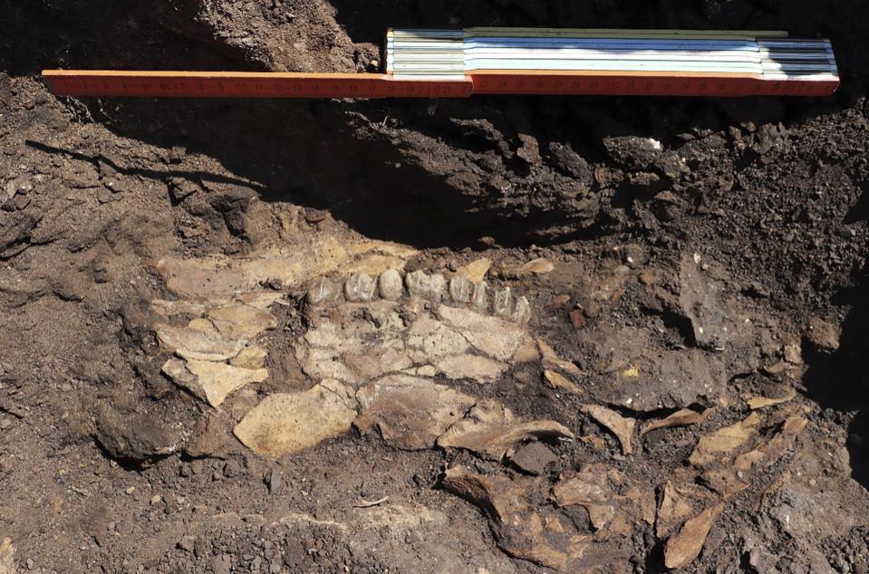 In this undated photo provided by the Greek Culture Ministry on Thursday, June 1, 2023 shows the skull of a member of the deer family is seen in the sides of an open coal mine in Megalopolis, southern Greece. The Culture Ministry said that a five-year international project in Megalopolis has uncovered the oldest-known archaeological site in the country that dates to about 700,000 years ago, pushing back the dawn of Greek archaeology by up to 250,000 years. (Greek Culture Ministry via AP)