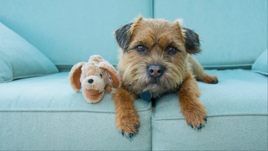 Border Terrier dog with toy.