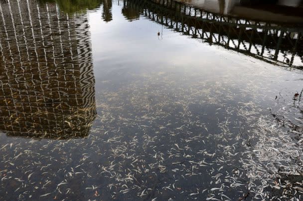 PHOTO: Hundreds of dead fish float in the waters of Lake Merritt, Aug. 29, 2022, in Oakland, Calif. (Justin Sullivan/Getty Images)