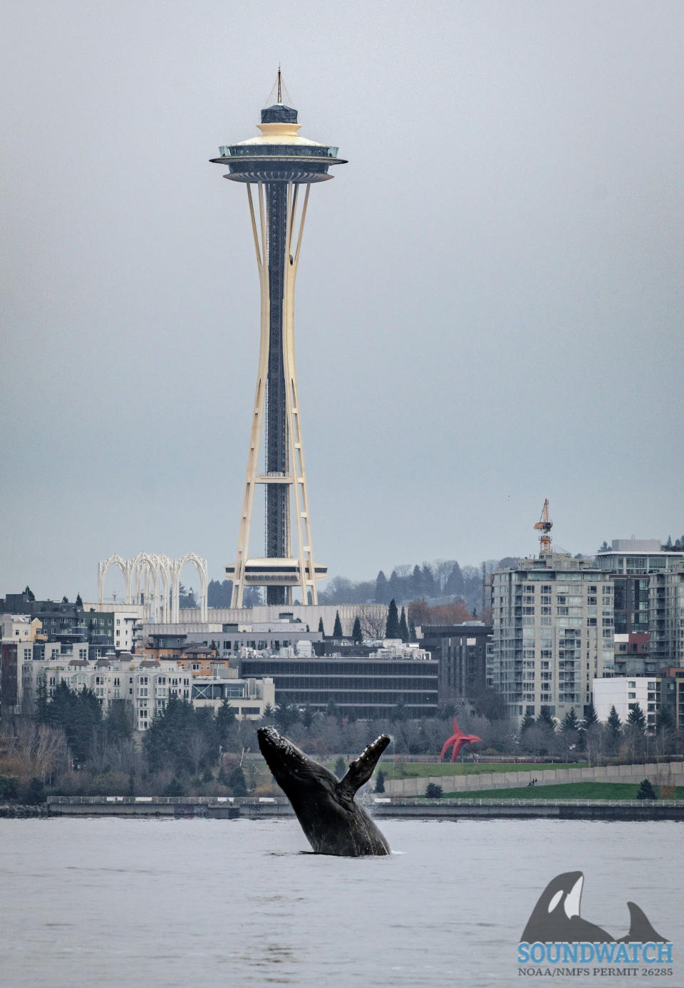 In this photo provided by the Soundwatch Boater Education Program, a young humpback whale breaches in front of the Space Needle in Seattle on Nov. 30, 2023. (Jeff Hogan/Soundwatch Boater Education Program via AP)