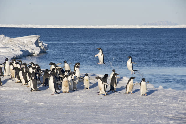 <b>Frozen Planet, BBC One, Wed, 9pm</b><br><b>Episode 4</b><br><br>Adélie penguins jumping out onto ice, Cape Crozier, Antarctica. Parents must navigate the retreating ice edge several times a day between fishing trips.