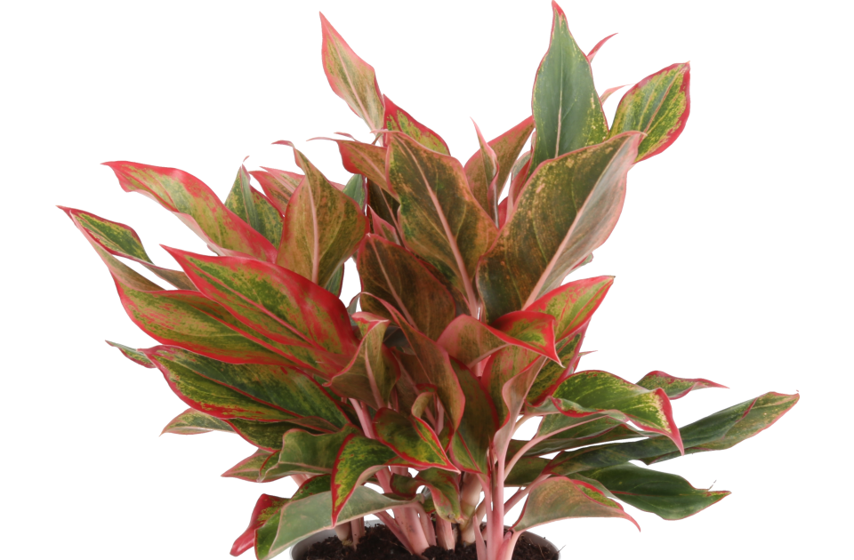 <p><a href="https://shop.costafarms.com/products/medium-siam-aglaonema-parent?variant=39475126435912" rel="nofollow noopener" target="_blank" data-ylk="slk:Shop Now;elm:context_link;itc:0;sec:content-canvas" class="link ">Shop Now</a></p><p>Aglaonema</p><p>costafarms.com</p><p>$45.00</p><span class="copyright">Costa Farms</span>