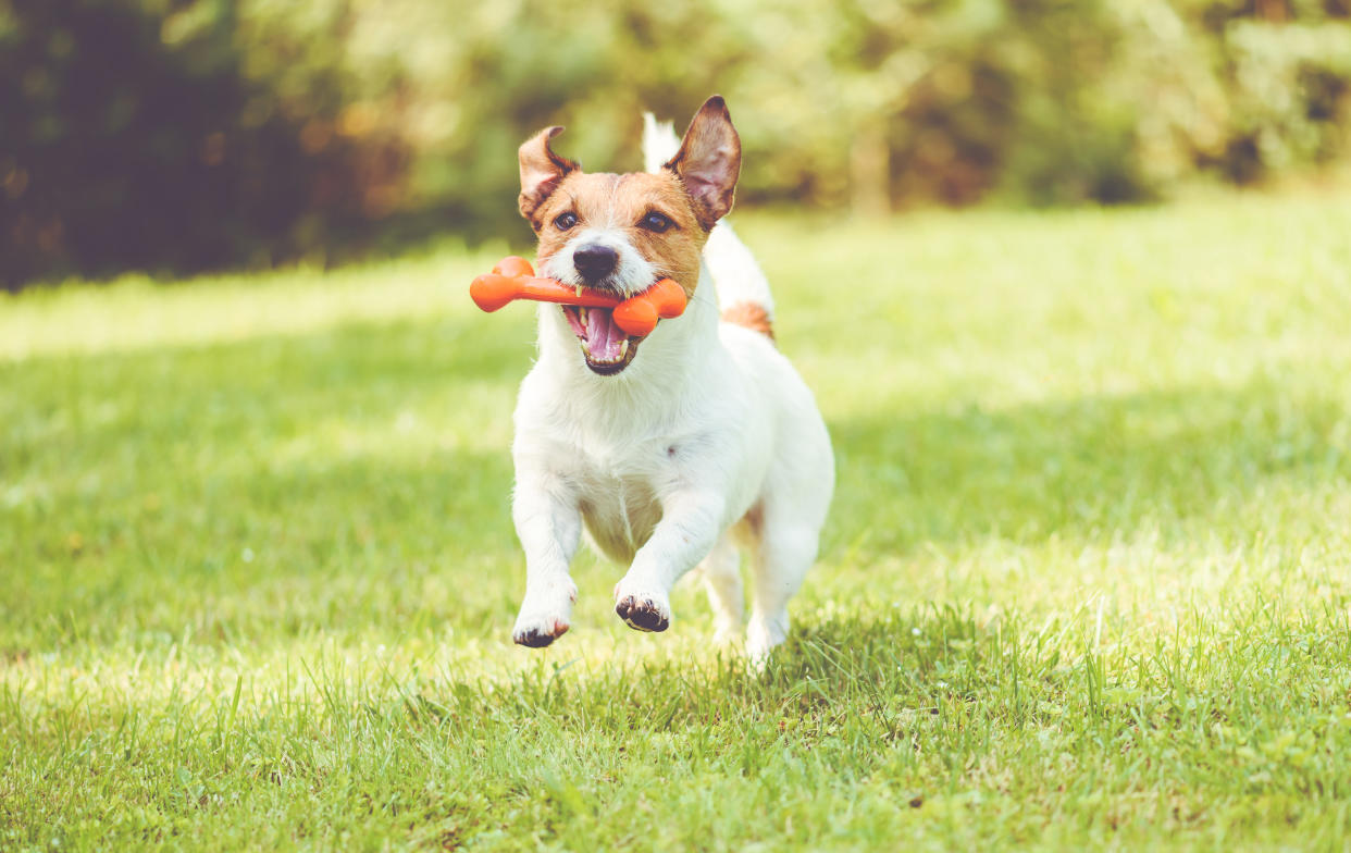 Celebrate National Pet Day by spoiling your pup with a new BarkBox. (Photo: Getty Images)