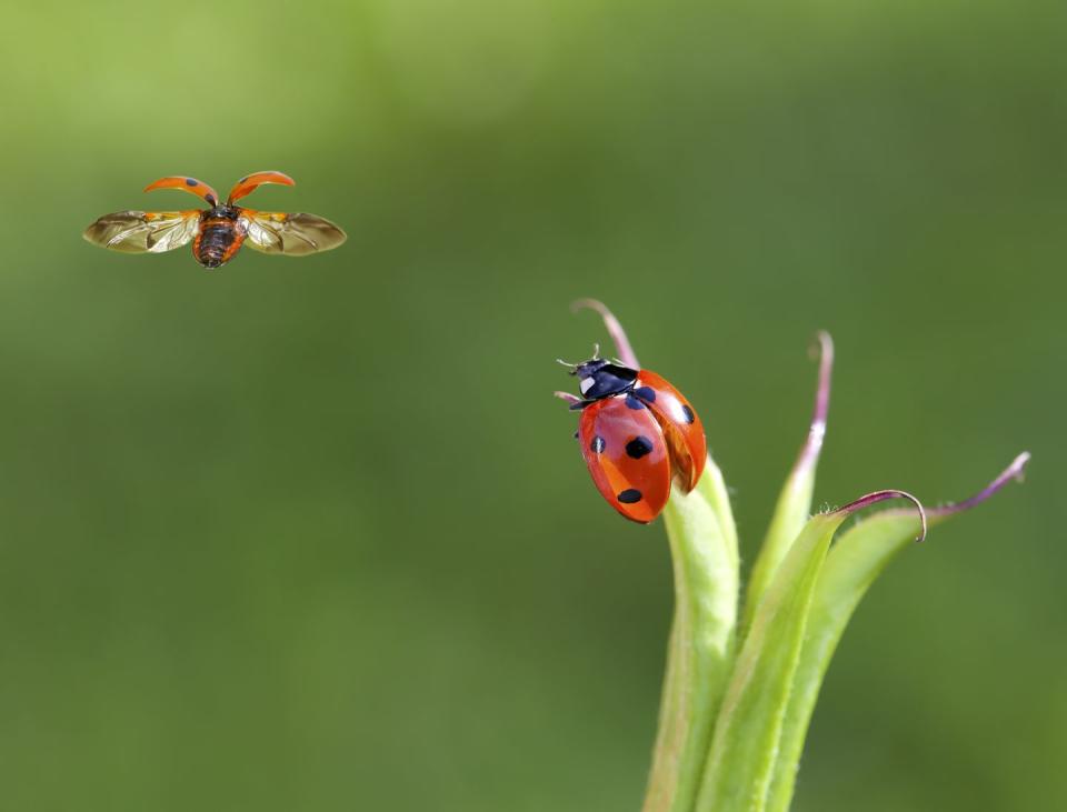 Ladybugs