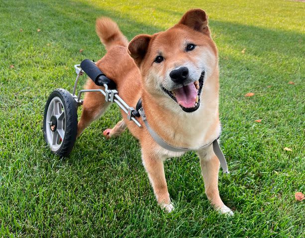 Gordon the Shiba Inu, the winner of the 2022 People's World's Cutest Rescue Dog Contest Presented by the Pedigree Brand