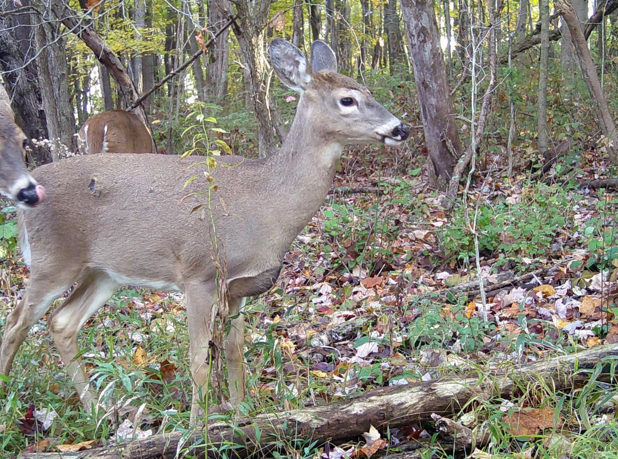 Chronic wasting disease was discovered in Pennsylvania's free-ranging white-tailed deer in 2012, according to the Pennsylvania Game Commission.