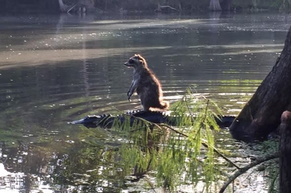 Raccoon hitches a ride on an alligator in Florida