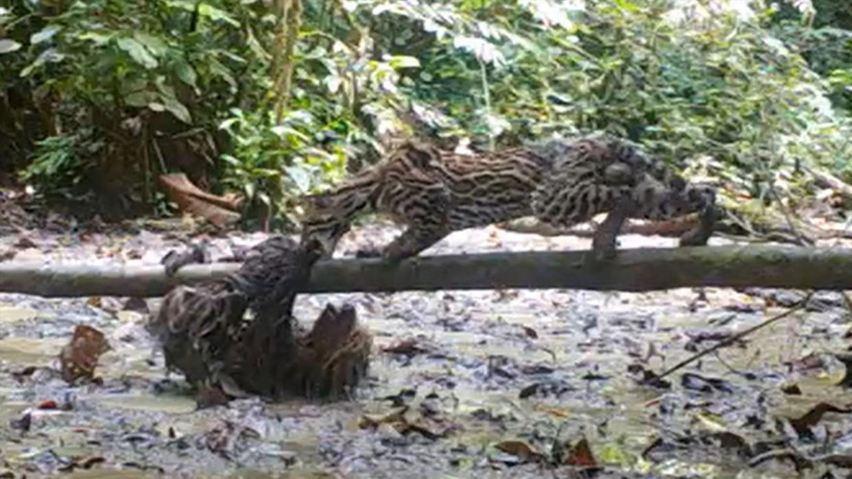  Sloth and ocelot fight in the forest. 