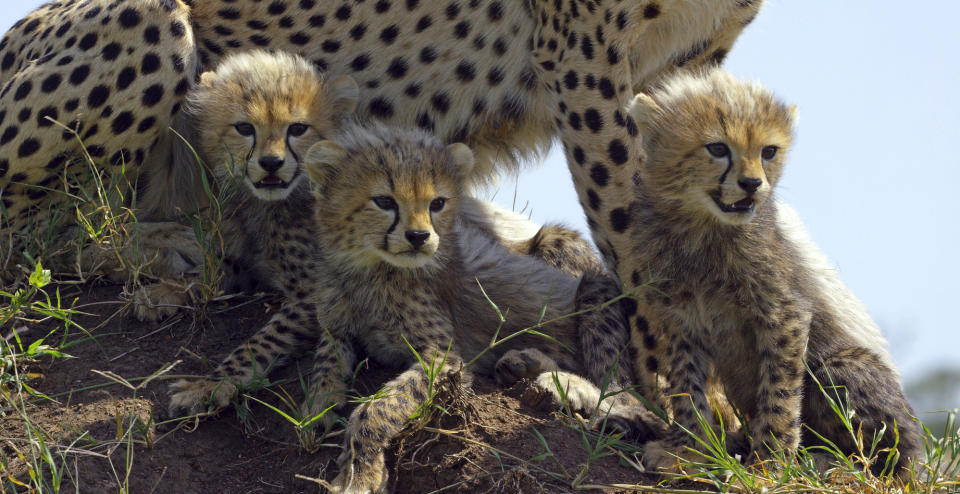 This image released by Discovery shows Cheetah cubs from episode two of "Serengeti," a six-part series premiering Sunday, August 4. (Richard Jonesl/Discovery via AP)