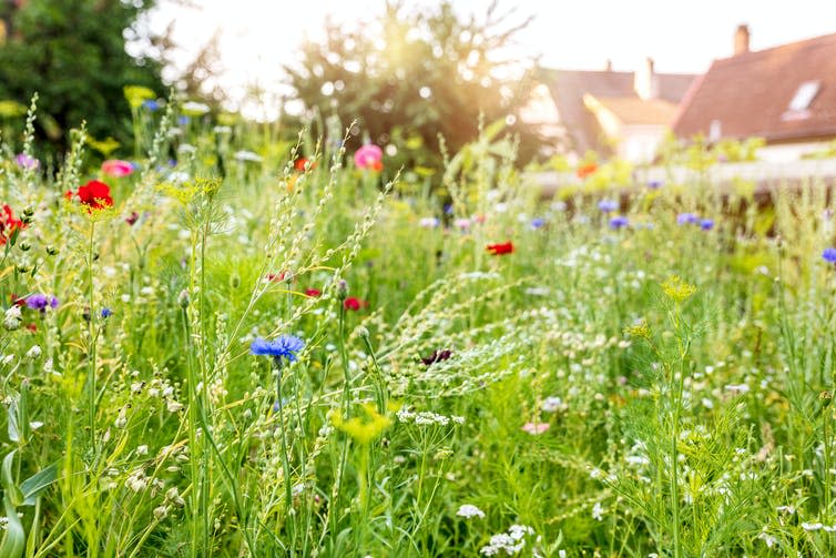 Wildflower meadow in back garden.