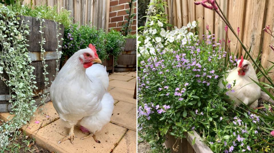 Eines meiner hübschen Mädels macht es sich zwischen den Blumen gemütlich. Foto: Zur Verfügung gestellt.