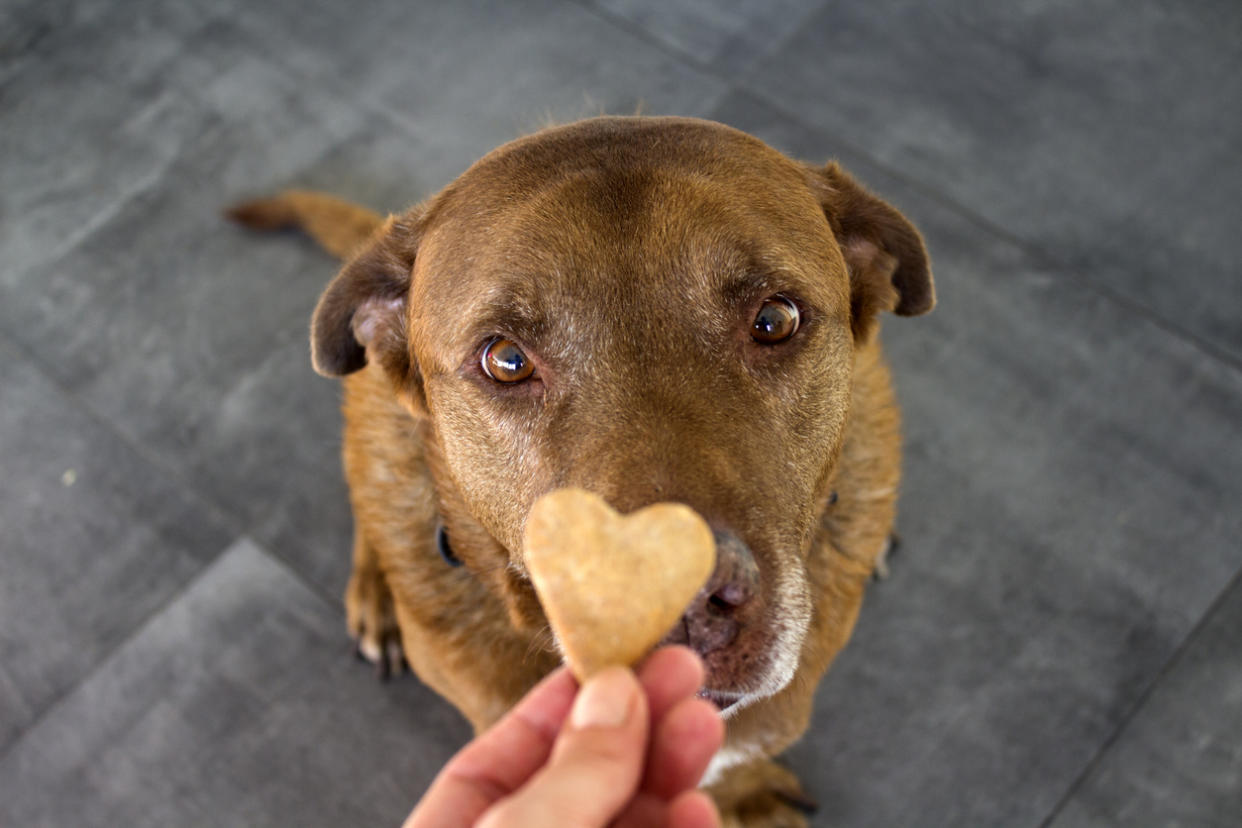 Spoil your best friend with some high-quality natural dog treats. (Source: iStock)