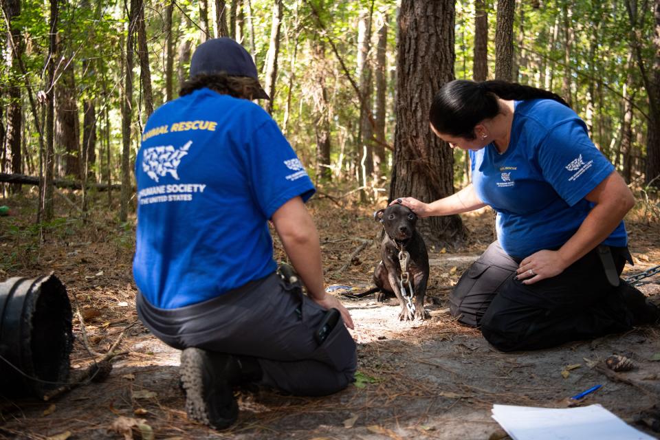 The Humane Society of the United States assists federal authorities in rescuing dogs from an alleged dogfighting operation throughout multiple properties in South Carolina. Photo by Meredith Lee/The HSUS