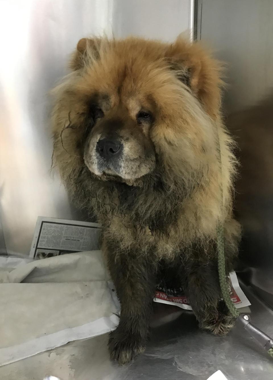 <p>RSPCA inspectors say the chow chow was seconds from death</p>PA
