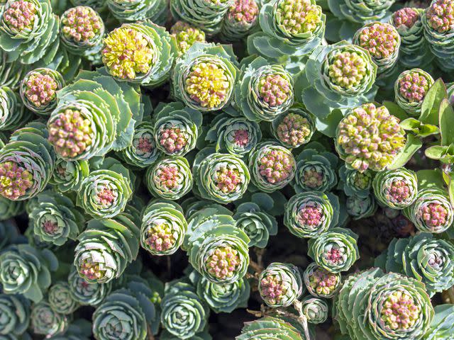 <p>Carol Cinca / Getty Images</p> Rhodiola plant