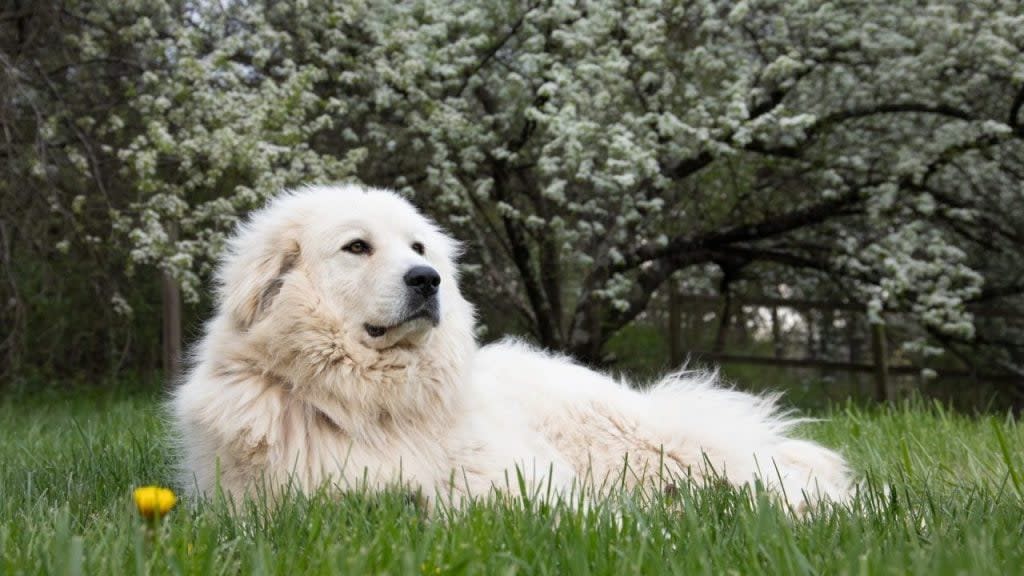 Great Pyrenees lying on lawn looking for visitors.