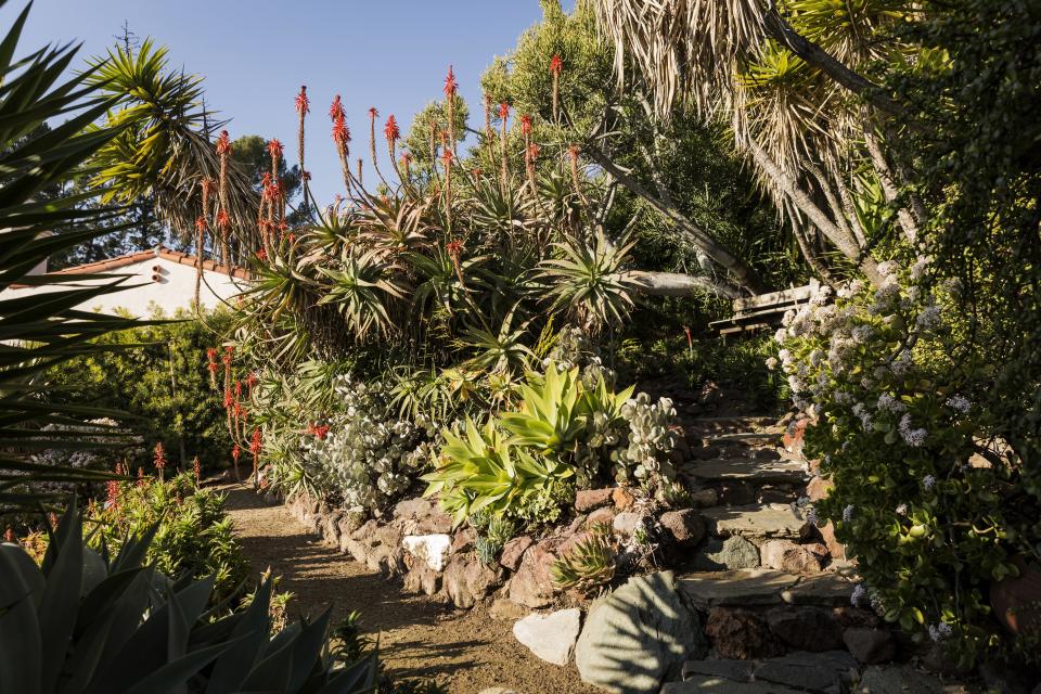 Aloe blooms in their backyard garden, which also features aeoniums and bird of paradise.